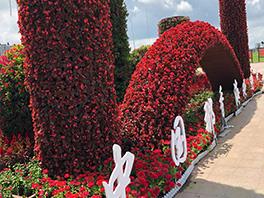沂源雙馬山花海種植98畝